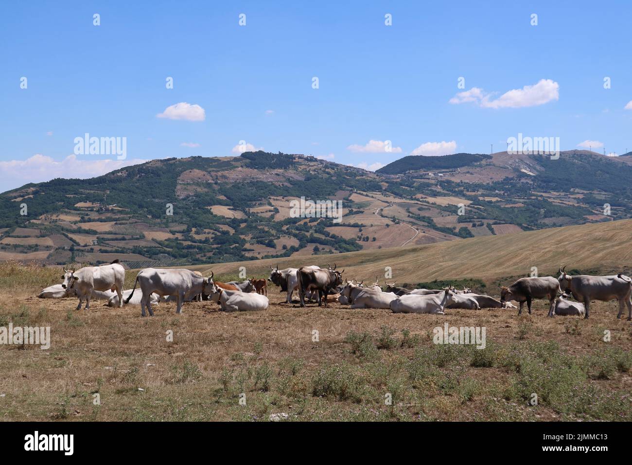 Mucche da pascolo nelle campagne della provincia di Avellino in Italia. Foto Stock