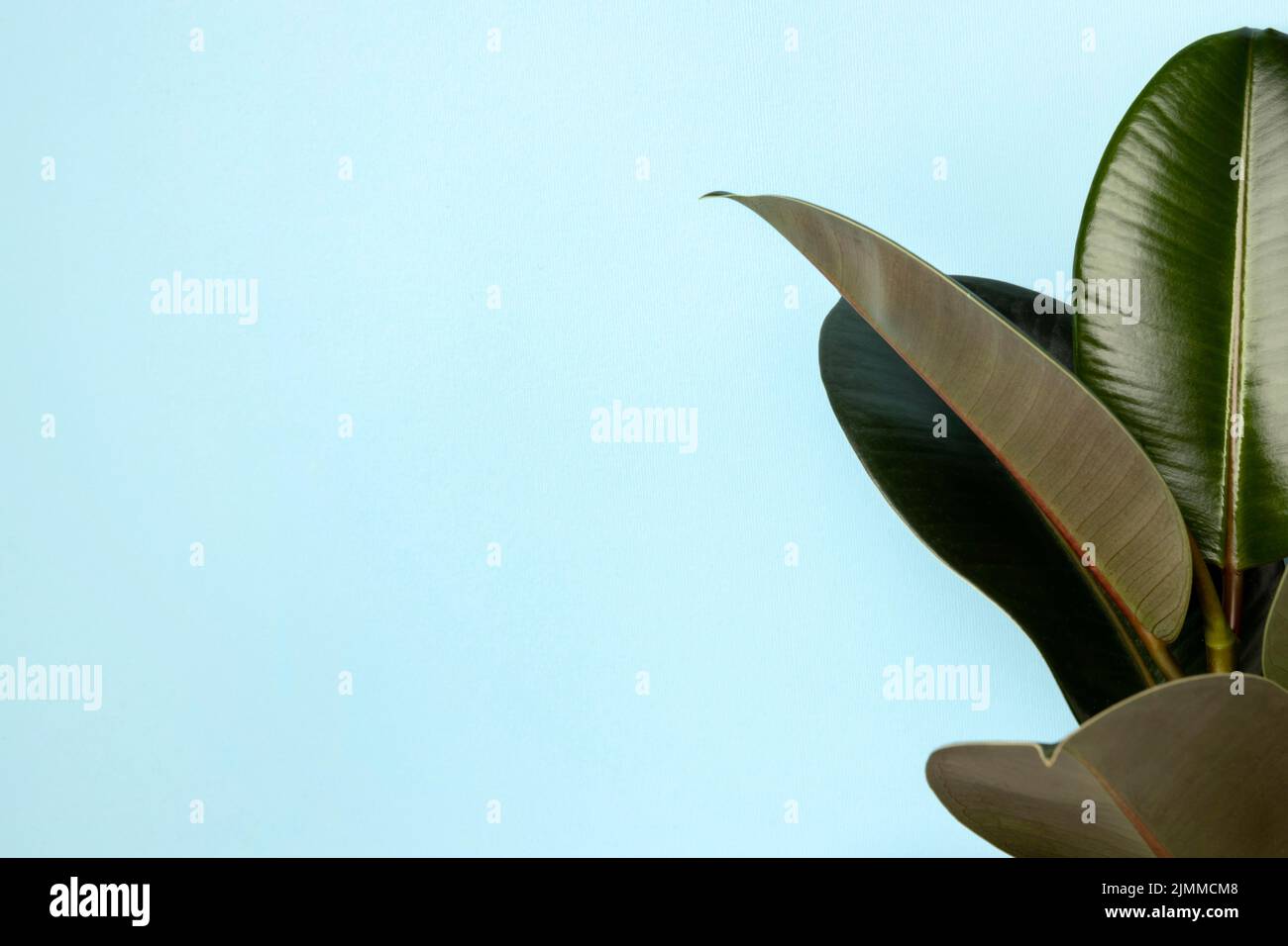 Disposizione a giacimento piatto foglie verdi con spazio di copia Foto Stock