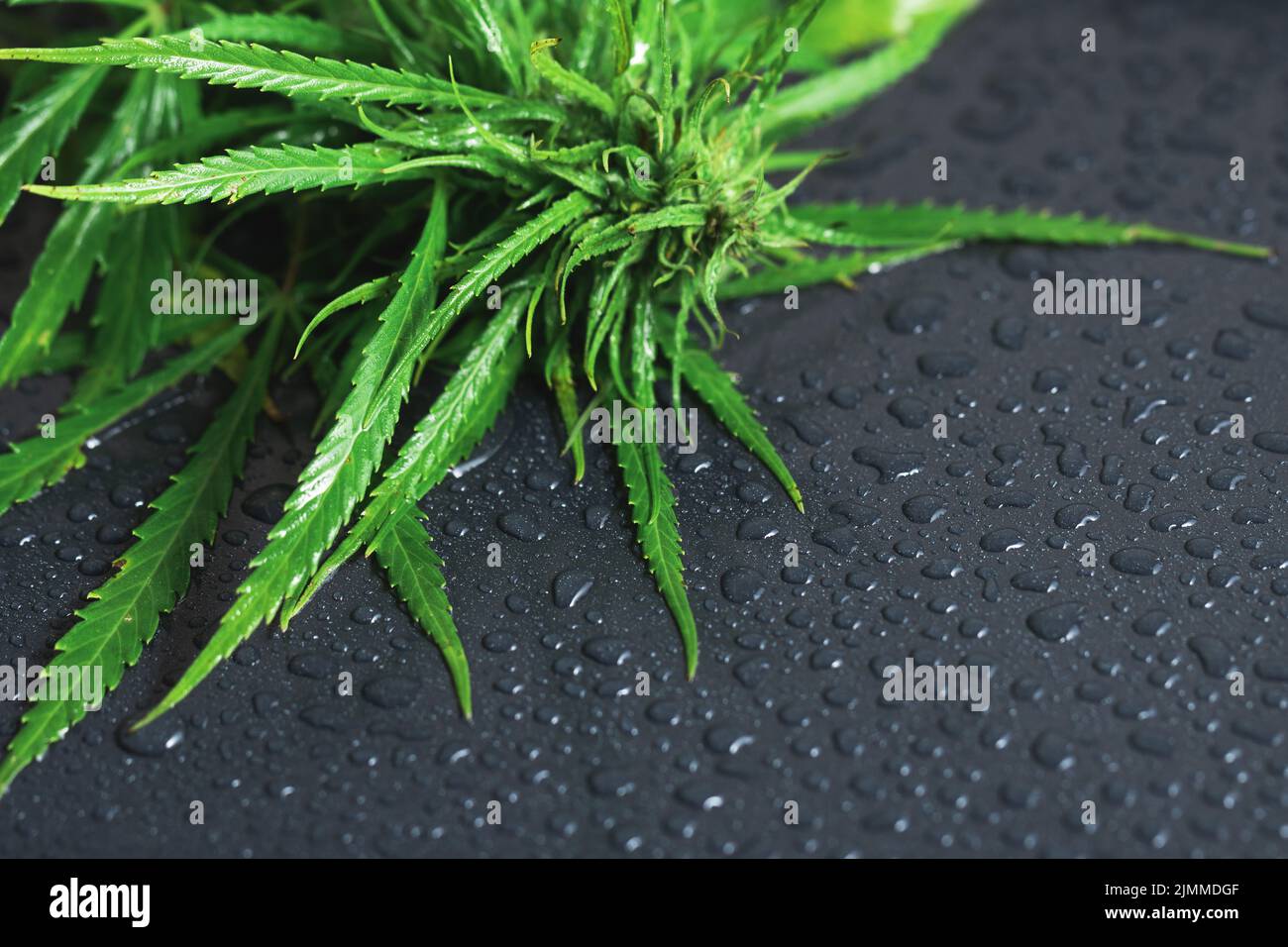 Pianta di cannabis verde su superficie bagnata nera Foto Stock