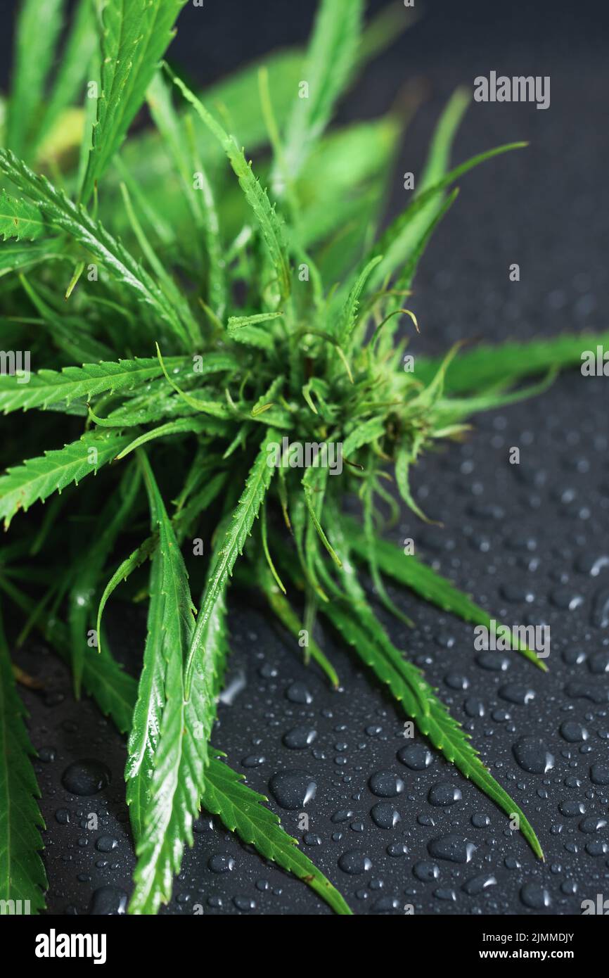 Pianta di cannabis verde su superficie bagnata nera Foto Stock