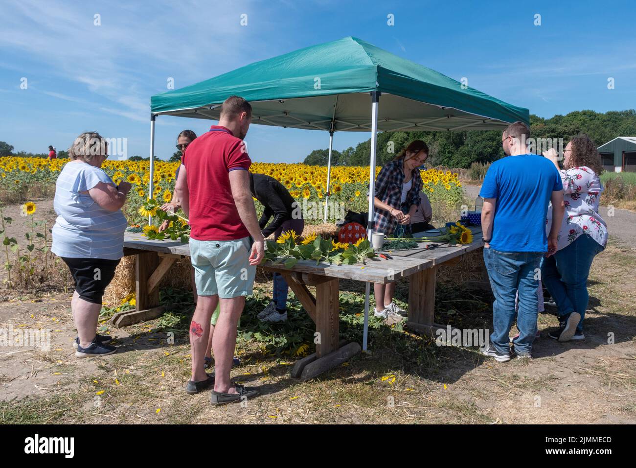 Persone che raccolgono e comprano girasoli in un campo di girasoli, Hampshire, Inghilterra, Regno Unito, durante l'estate. Foto Stock
