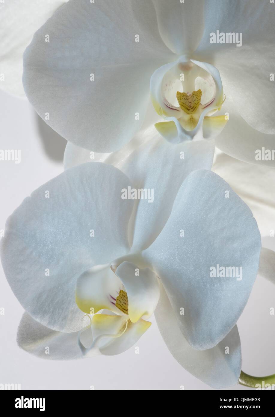 Immagine di primo piano di due fiori di orchidea bianca coltivati con centri gialli su sfondo bianco. Foto Stock