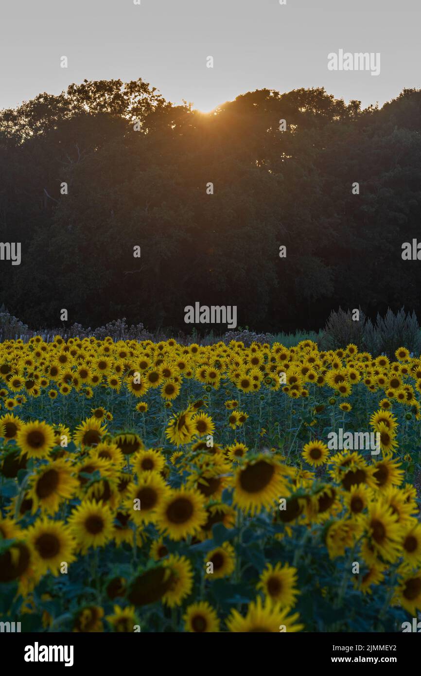 Campo di girasoli durante il mese di agosto o estate in luce della sera, Hampshire, Inghilterra, Regno Unito Foto Stock