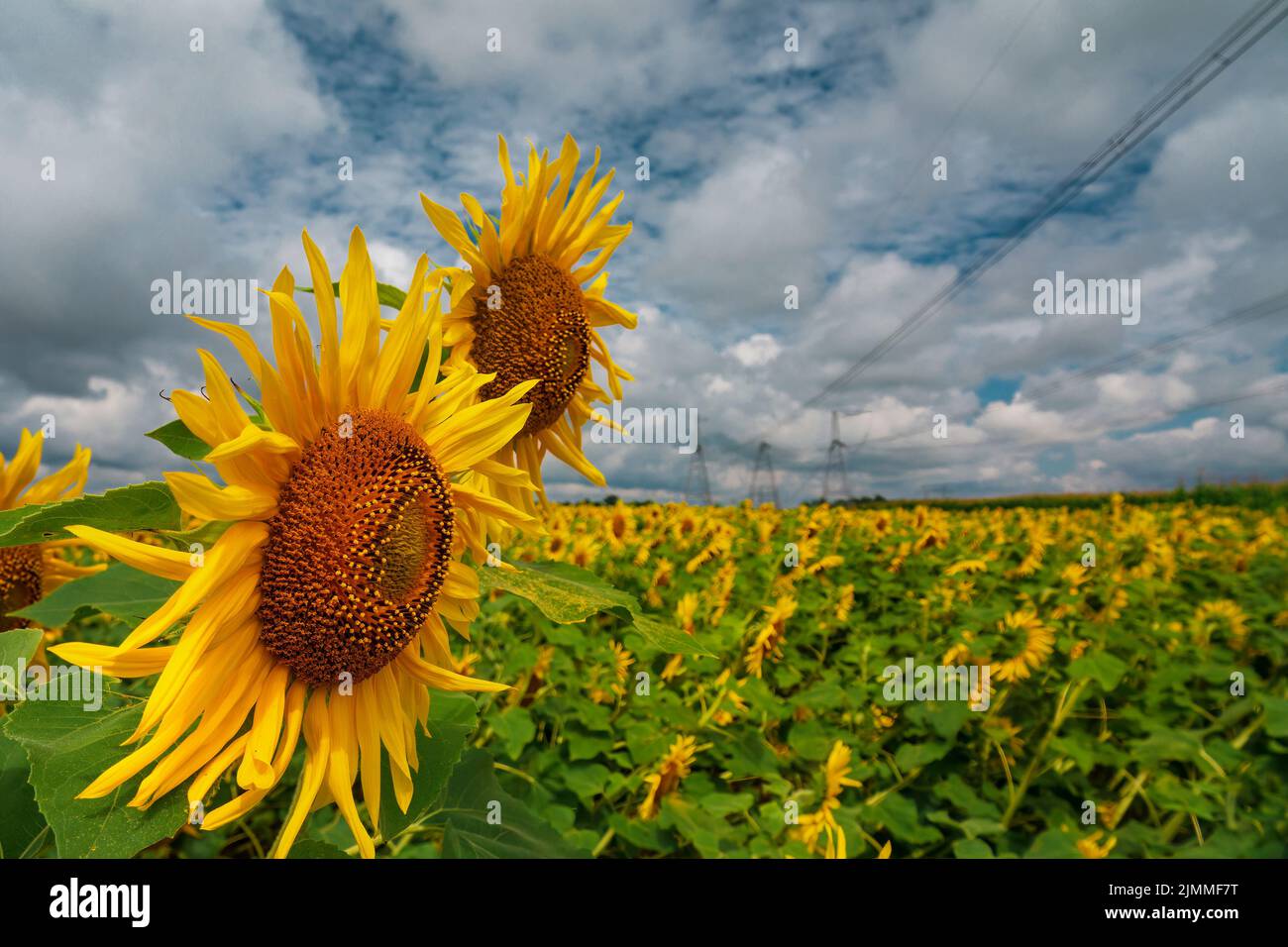 Campo di girasole con linee elettriche sullo sfondo. Paesaggio industriale. Fuoco selettivo sui girasoli. Foto Stock