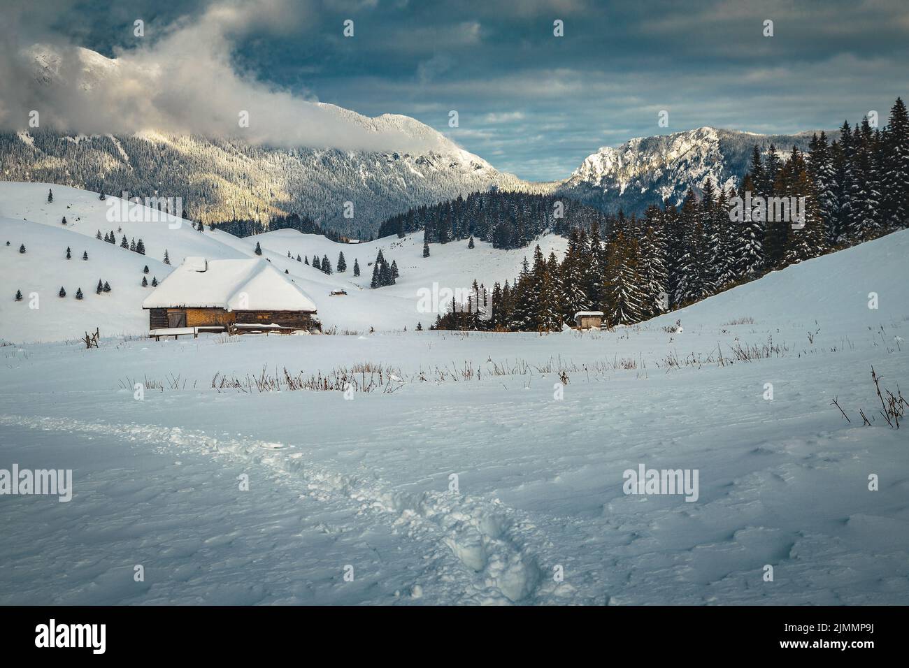 Favoloso paesaggio invernale con pini innevati e foreste nella maestosa natura selvaggia, Carpazi, Romania, Europa Foto Stock