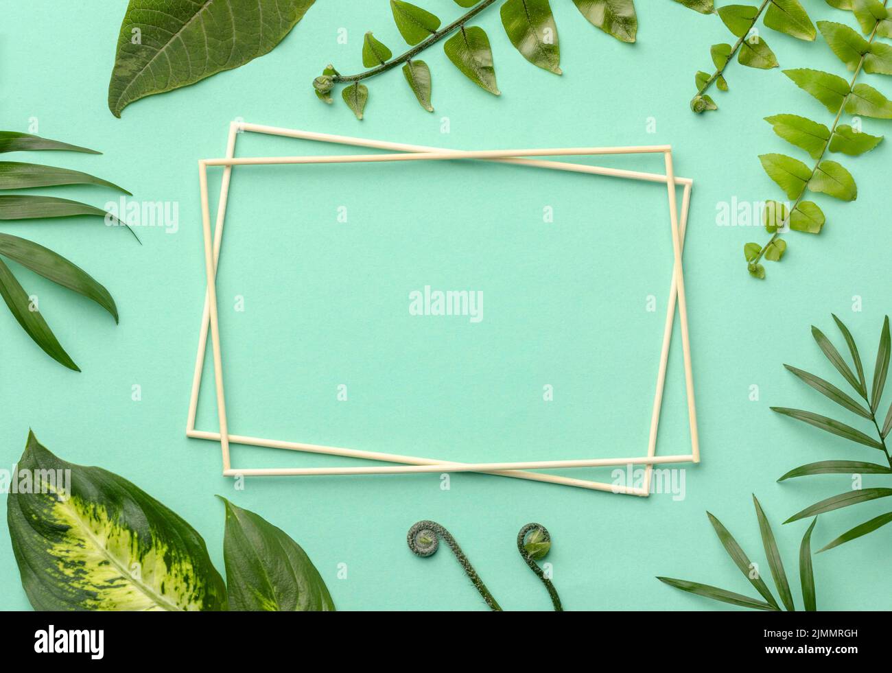 Disposizione vista dall'alto foglie verdi con cornici vuote Foto Stock