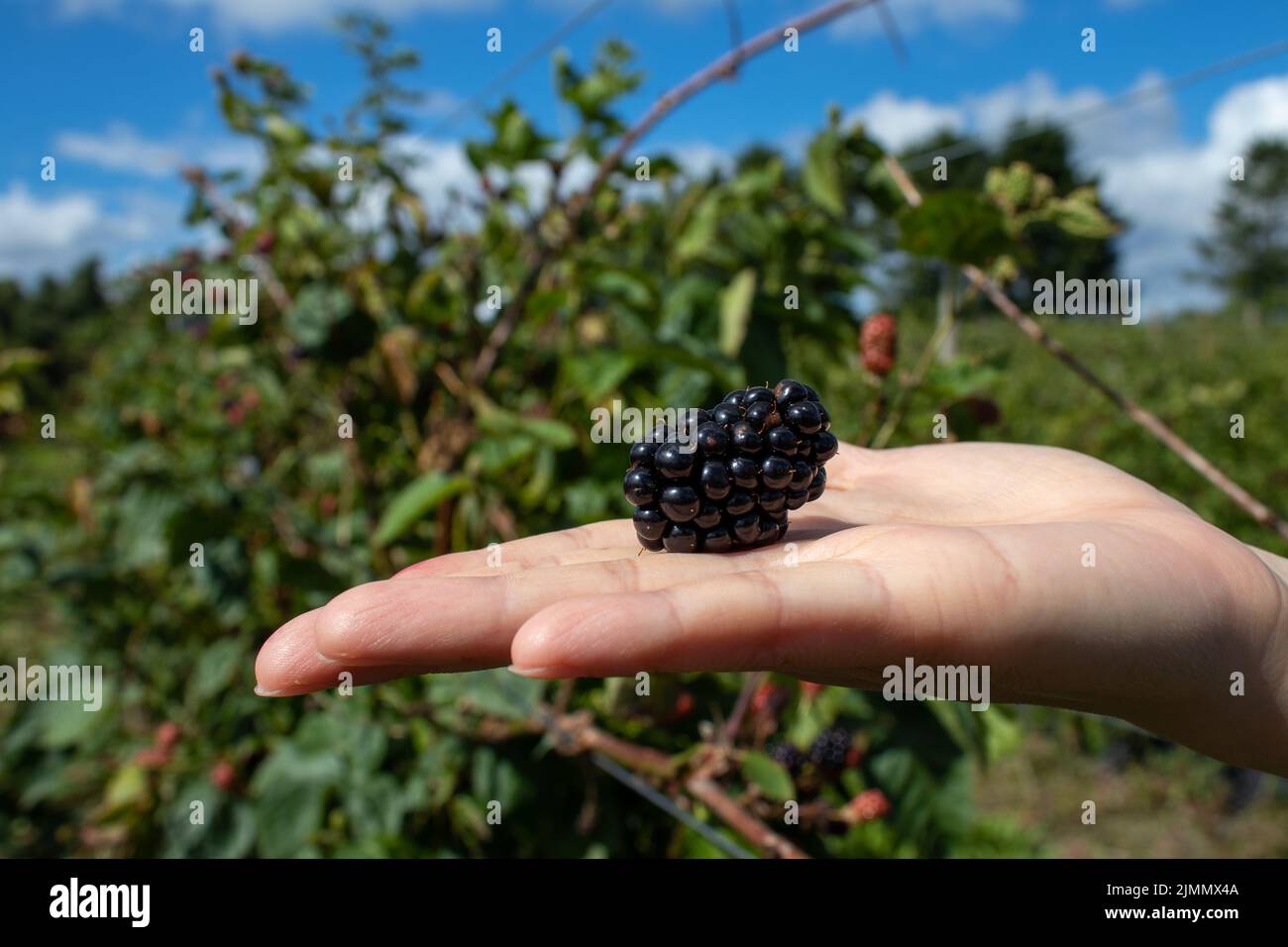 Raccogliere i mirtilli con foglie verdi come sfondo. Mano che tiene un gelso. Foto Stock