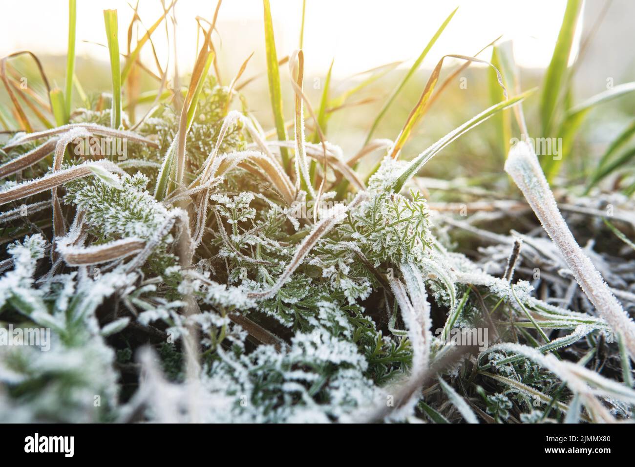 Primo piano di erba congelata dopo il primo gelo Foto Stock