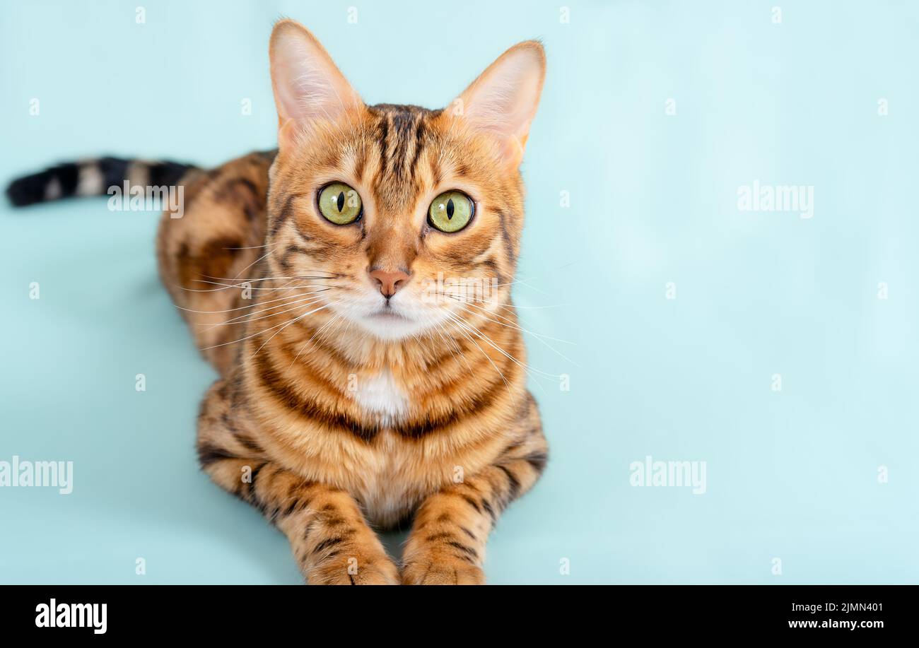 Il gatto bengala si trova su uno sfondo turchese Foto Stock