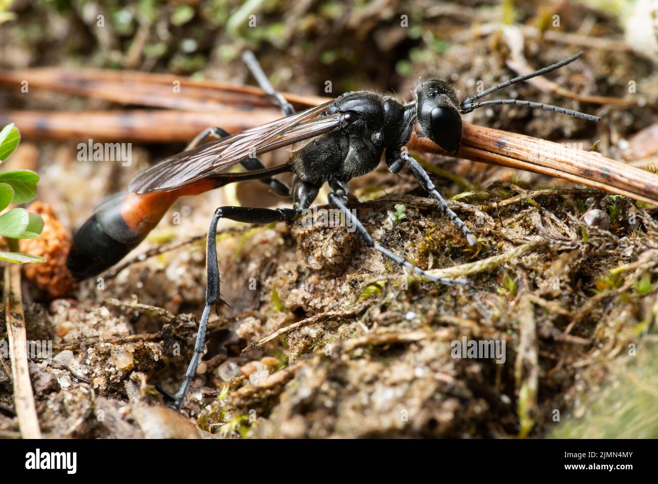 Amophila sabulosa di sabbia rossa Foto Stock