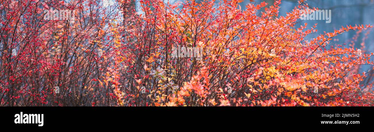 Sfondo rosso autunno fogliame, boscaglia giapponese barbacca in autunno parco, ampio banner Foto Stock