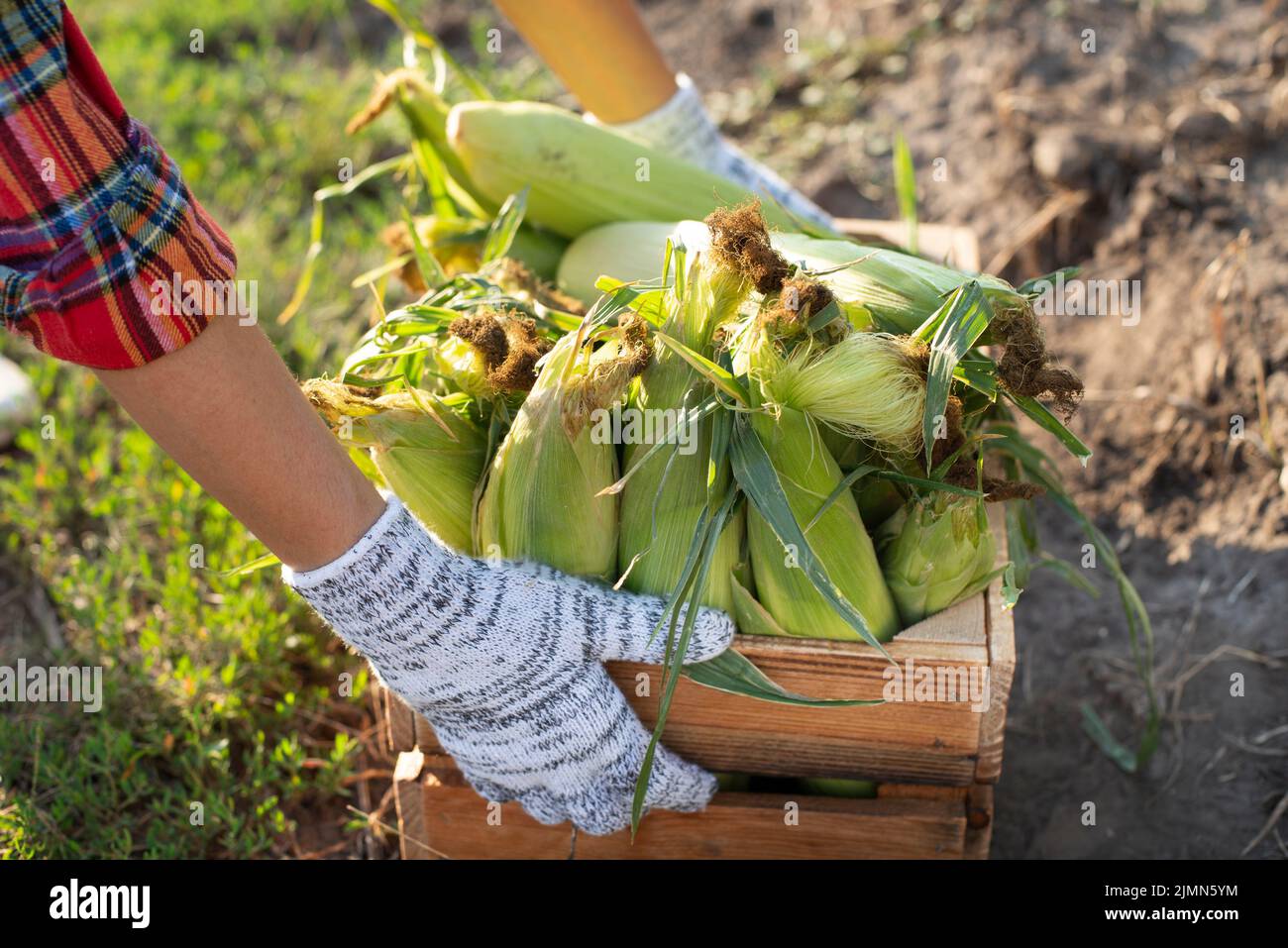 Coltivatore che riempie la cassa di legno con le pannocchie di mais campo giorno di sole Foto Stock