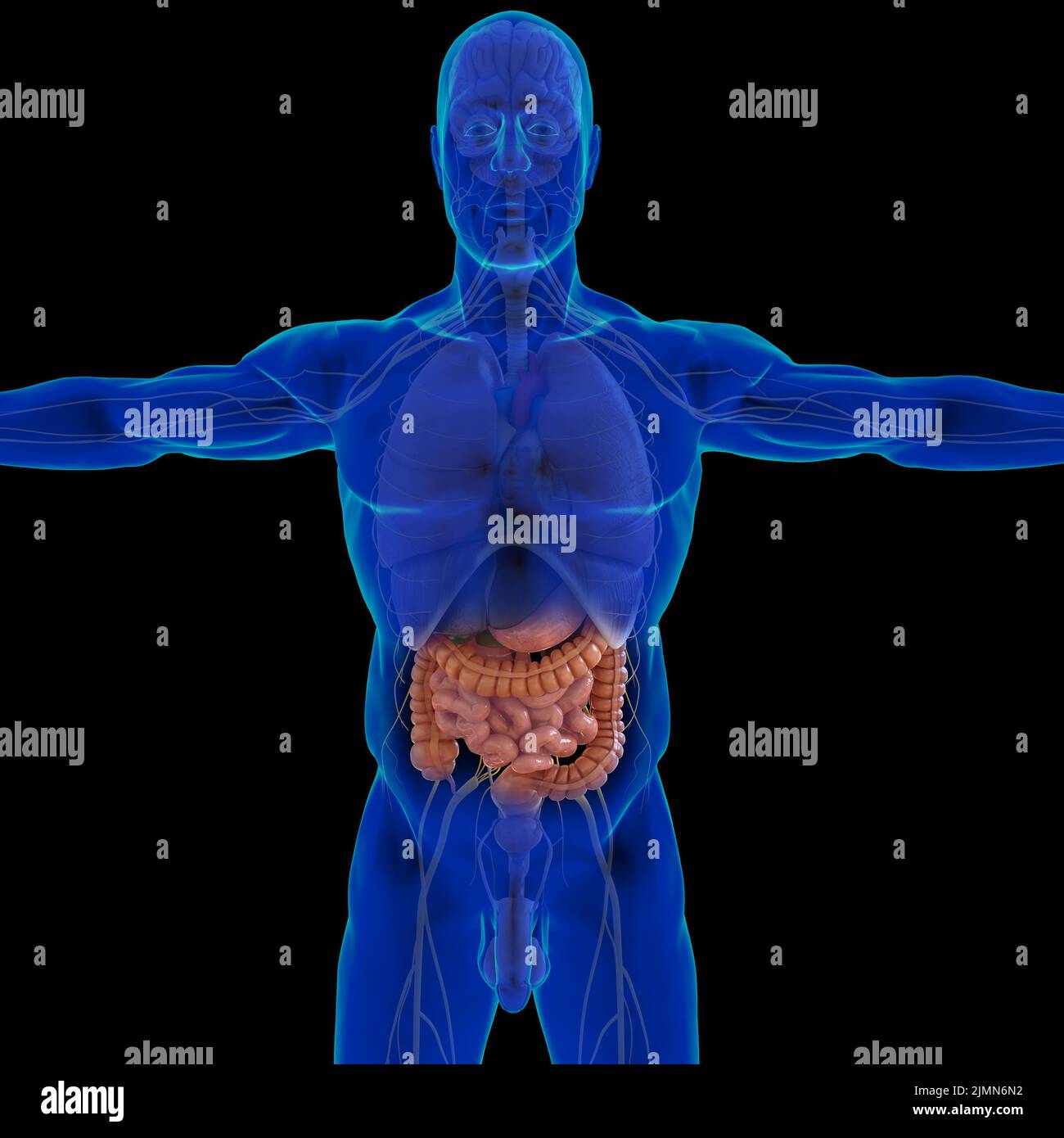 Intestino tenue e piccolo 3D Illustrazione Anatomia del sistema digestivo umano per il rendering del concetto medico Foto Stock