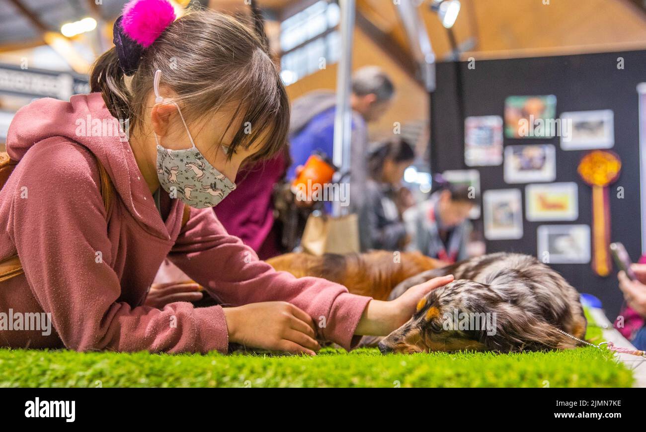 Sydney, Australia. 7th ago 2022. Una ragazza tocca un cane su Dog Lovers Show a Sydney, Australia, 7 agosto 2022. Dopo una pausa di tre anni a causa della pandemia COVID-19, il più grande evento dedicato ai cani, il Dog Lovers Show, ha portato ancora una volta i fan dei cuccioli in un paradiso di divertimento furioso. I club di razza del cane che rappresentano più di 40 razze nello stato del nuovo Galles del Sud (NSW) hanno preso parte all'evento di due giorni del fine settimana, portando oltre 800 cani allo spettacolo, che offre una buona opportunità per educare, intrattenere e ispirare i proprietari e gli amanti del cane. Credit: HU Jingchen/Xinhua/Alamy Live News Foto Stock Sydney, Australia. 7th ago 2022. Una ragazza tocca un cane su Dog Lovers Show a Sydney, Australia, 7 agosto 2022. Dopo una pausa di tre anni a causa della pandemia COVID-19, il più grande evento dedicato ai cani, il Dog Lovers Show, ha portato ancora una volta i fan dei cuccioli in un paradiso di divertimento furioso. I club di razza del cane che rappresentano più di 40 razze nello stato del nuovo Galles del Sud (NSW) hanno preso parte all'evento di due giorni del fine settimana, portando oltre 800 cani allo spettacolo, che offre una buona opportunità per educare, intrattenere e ispirare i proprietari e gli amanti del cane. Credit: HU Jingchen/Xinhua/Alamy Live News Foto Stock