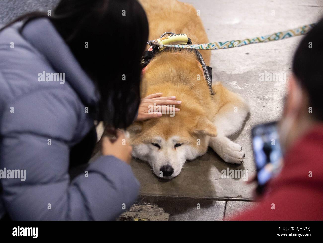 Sydney, Australia. 7th ago 2022. Un visitatore tocca un cane su Dog Lovers Show a Sydney, Australia, 7 agosto 2022. Dopo una pausa di tre anni a causa della pandemia COVID-19, il più grande evento dedicato ai cani, il Dog Lovers Show, ha portato ancora una volta i fan dei cuccioli in un paradiso di divertimento furioso. I club di razza del cane che rappresentano più di 40 razze nello stato del nuovo Galles del Sud (NSW) hanno preso parte all'evento di due giorni del fine settimana, portando oltre 800 cani allo spettacolo, che offre una buona opportunità per educare, intrattenere e ispirare i proprietari e gli amanti del cane. Credit: HU Jingchen/Xinhua/Alamy Live News Foto Stock Sydney, Australia. 7th ago 2022. Un visitatore tocca un cane su Dog Lovers Show a Sydney, Australia, 7 agosto 2022. Dopo una pausa di tre anni a causa della pandemia COVID-19, il più grande evento dedicato ai cani, il Dog Lovers Show, ha portato ancora una volta i fan dei cuccioli in un paradiso di divertimento furioso. I club di razza del cane che rappresentano più di 40 razze nello stato del nuovo Galles del Sud (NSW) hanno preso parte all'evento di due giorni del fine settimana, portando oltre 800 cani allo spettacolo, che offre una buona opportunità per educare, intrattenere e ispirare i proprietari e gli amanti del cane. Credit: HU Jingchen/Xinhua/Alamy Live News Foto Stock