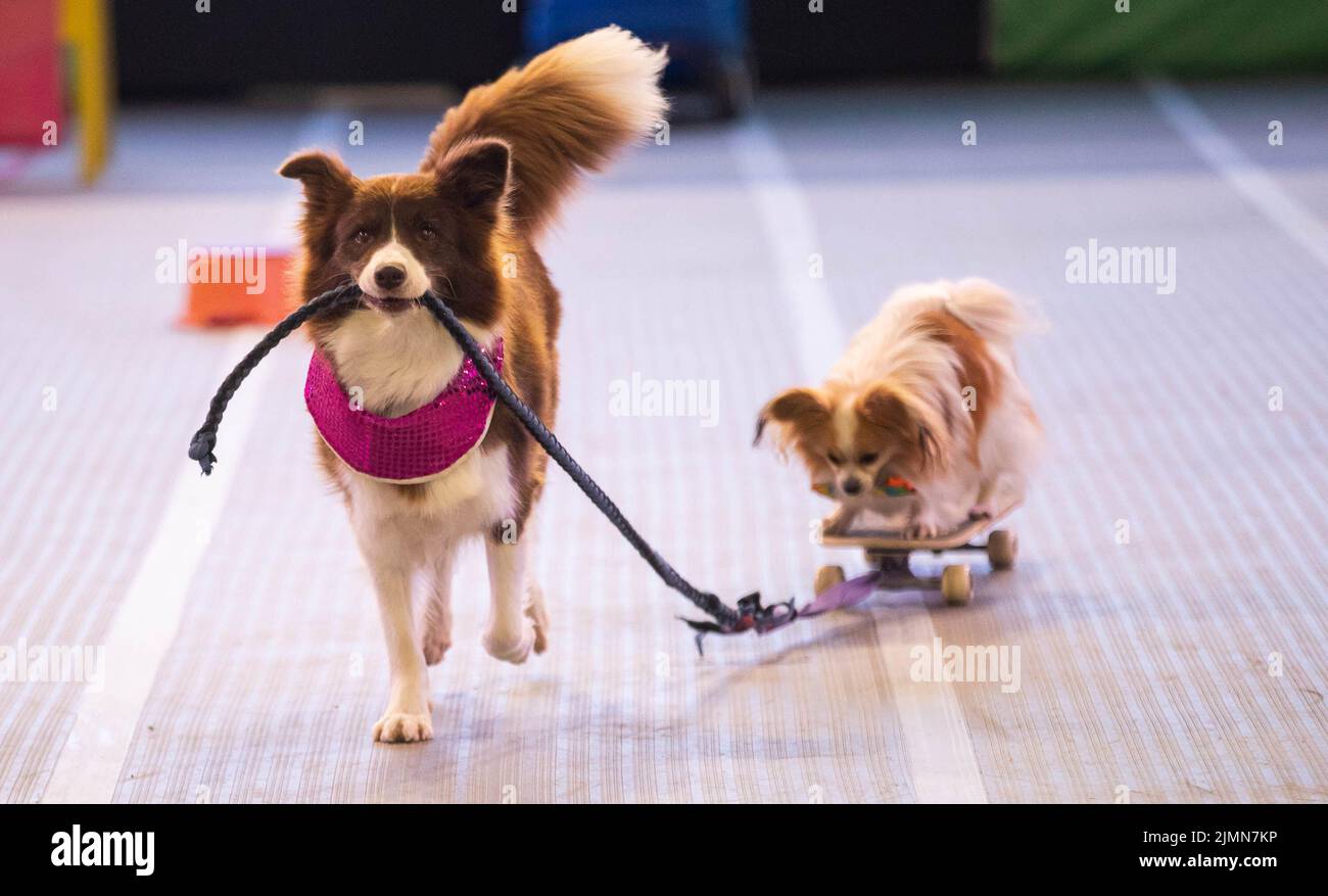 Sydney, Australia. 7th ago 2022. I cani sono visti su Dog Lovers Show a Sydney, Australia, 7 agosto 2022. Dopo una pausa di tre anni a causa della pandemia COVID-19, il più grande evento dedicato ai cani, il Dog Lovers Show, ha portato ancora una volta i fan dei cuccioli in un paradiso di divertimento furioso. I club di razza del cane che rappresentano più di 40 razze nello stato del nuovo Galles del Sud (NSW) hanno preso parte all'evento di due giorni del fine settimana, portando oltre 800 cani allo spettacolo, che offre una buona opportunità per educare, intrattenere e ispirare i proprietari e gli amanti del cane. Credit: HU Jingchen/Xinhua/Alamy Live News Foto Stock Sydney, Australia. 7th ago 2022. I cani sono visti su Dog Lovers Show a Sydney, Australia, 7 agosto 2022. Dopo una pausa di tre anni a causa della pandemia COVID-19, il più grande evento dedicato ai cani, il Dog Lovers Show, ha portato ancora una volta i fan dei cuccioli in un paradiso di divertimento furioso. I club di razza del cane che rappresentano più di 40 razze nello stato del nuovo Galles del Sud (NSW) hanno preso parte all'evento di due giorni del fine settimana, portando oltre 800 cani allo spettacolo, che offre una buona opportunità per educare, intrattenere e ispirare i proprietari e gli amanti del cane. Credit: HU Jingchen/Xinhua/Alamy Live News Foto Stock