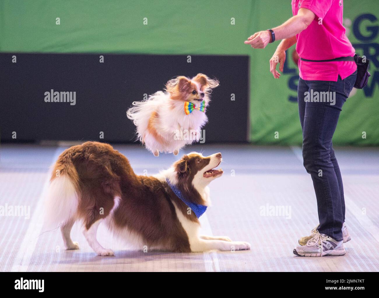 Sydney. 7th ago 2022. Foto scattata il 7 agosto 2022 mostra cani su Dog Lovers Show a Sydney, Australia. Dopo una pausa di tre anni a causa della pandemia COVID-19, il più grande evento dedicato ai cani, il Dog Lovers Show, ha portato ancora una volta i fan dei cuccioli in un paradiso di divertimento furioso. I club di razza del cane che rappresentano più di 40 razze nello stato del nuovo Galles del Sud (NSW) hanno preso parte all'evento di due giorni del fine settimana, portando oltre 800 cani allo spettacolo, che offre una buona opportunità per educare, intrattenere e ispirare i proprietari e gli amanti del cane. Credit: HU Jingchen/Xinhua/Alamy Live News Foto Stock Sydney. 7th ago 2022. Foto scattata il 7 agosto 2022 mostra cani su Dog Lovers Show a Sydney, Australia. Dopo una pausa di tre anni a causa della pandemia COVID-19, il più grande evento dedicato ai cani, il Dog Lovers Show, ha portato ancora una volta i fan dei cuccioli in un paradiso di divertimento furioso. I club di razza del cane che rappresentano più di 40 razze nello stato del nuovo Galles del Sud (NSW) hanno preso parte all'evento di due giorni del fine settimana, portando oltre 800 cani allo spettacolo, che offre una buona opportunità per educare, intrattenere e ispirare i proprietari e gli amanti del cane. Credit: HU Jingchen/Xinhua/Alamy Live News Foto Stock