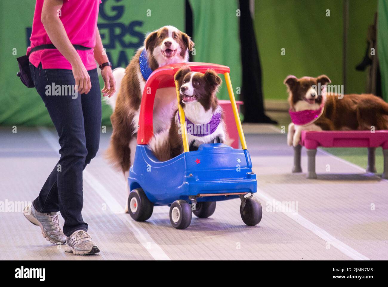 Sydney, Australia. 7th ago 2022. I cani sono visti su Dog Lovers Show a Sydney, Australia, 7 agosto 2022. Dopo una pausa di tre anni a causa della pandemia COVID-19, il più grande evento dedicato ai cani, il Dog Lovers Show, ha portato ancora una volta i fan dei cuccioli in un paradiso di divertimento furioso. I club di razza del cane che rappresentano più di 40 razze nello stato del nuovo Galles del Sud (NSW) hanno preso parte all'evento di due giorni del fine settimana, portando oltre 800 cani allo spettacolo, che offre una buona opportunità per educare, intrattenere e ispirare i proprietari e gli amanti del cane. Credit: HU Jingchen/Xinhua/Alamy Live News Foto Stock Sydney, Australia. 7th ago 2022. I cani sono visti su Dog Lovers Show a Sydney, Australia, 7 agosto 2022. Dopo una pausa di tre anni a causa della pandemia COVID-19, il più grande evento dedicato ai cani, il Dog Lovers Show, ha portato ancora una volta i fan dei cuccioli in un paradiso di divertimento furioso. I club di razza del cane che rappresentano più di 40 razze nello stato del nuovo Galles del Sud (NSW) hanno preso parte all'evento di due giorni del fine settimana, portando oltre 800 cani allo spettacolo, che offre una buona opportunità per educare, intrattenere e ispirare i proprietari e gli amanti del cane. Credit: HU Jingchen/Xinhua/Alamy Live News Foto Stock