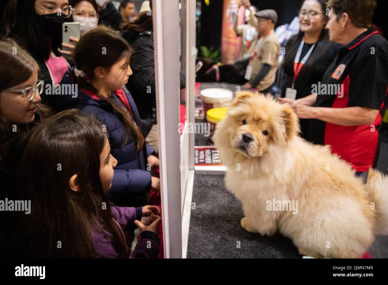 Sydney, Australia. 7th ago 2022. La gente visita il Dog Lovers Show a Sydney, Australia, 7 agosto 2022. Dopo una pausa di tre anni a causa della pandemia COVID-19, il più grande evento dedicato ai cani, il Dog Lovers Show, ha portato ancora una volta i fan dei cuccioli in un paradiso di divertimento furioso. I club di razza del cane che rappresentano più di 40 razze nello stato del nuovo Galles del Sud (NSW) hanno preso parte all'evento di due giorni del fine settimana, portando oltre 800 cani allo spettacolo, che offre una buona opportunità per educare, intrattenere e ispirare i proprietari e gli amanti del cane. Credit: HU Jingchen/Xinhua/Alamy Live News Foto Stock Sydney, Australia. 7th ago 2022. La gente visita il Dog Lovers Show a Sydney, Australia, 7 agosto 2022. Dopo una pausa di tre anni a causa della pandemia COVID-19, il più grande evento dedicato ai cani, il Dog Lovers Show, ha portato ancora una volta i fan dei cuccioli in un paradiso di divertimento furioso. I club di razza del cane che rappresentano più di 40 razze nello stato del nuovo Galles del Sud (NSW) hanno preso parte all'evento di due giorni del fine settimana, portando oltre 800 cani allo spettacolo, che offre una buona opportunità per educare, intrattenere e ispirare i proprietari e gli amanti del cane. Credit: HU Jingchen/Xinhua/Alamy Live News Foto Stock