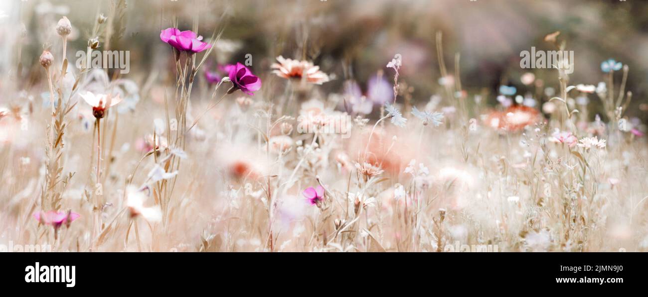 Wildflower natura pastello Foto Stock