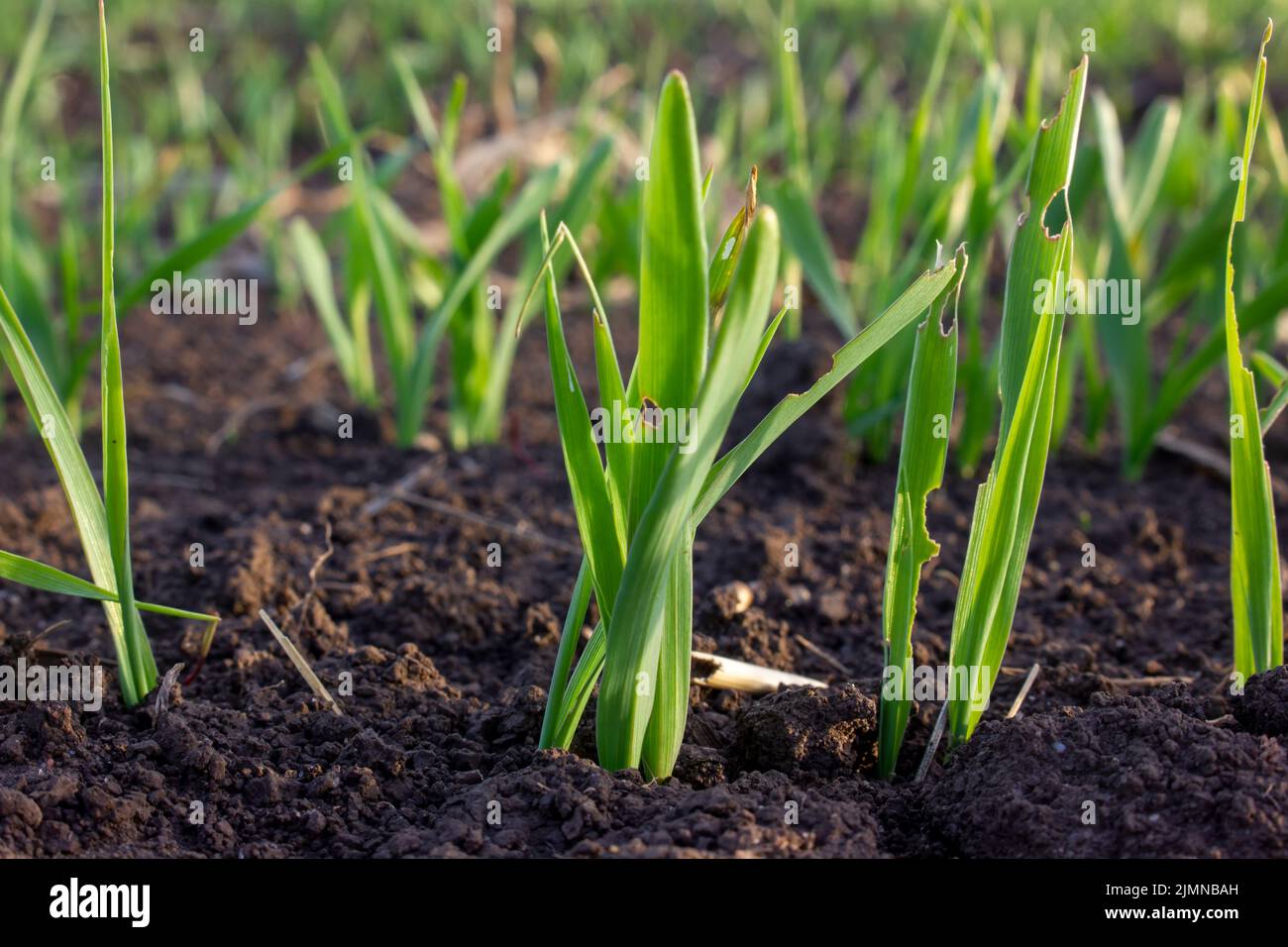 Germogli di grano germogliati nel suolo. Foglie danneggiate da parassiti di insetto. Luce solare soffusa. Foto Stock