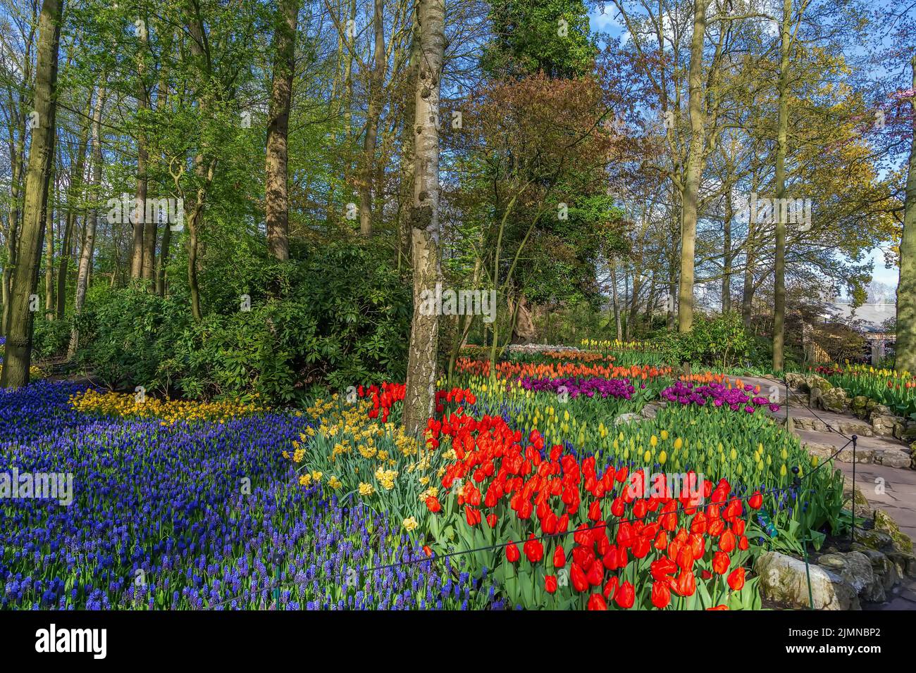 Fiorito nel giardino di Keukenhof, Paesi Bassi Foto Stock