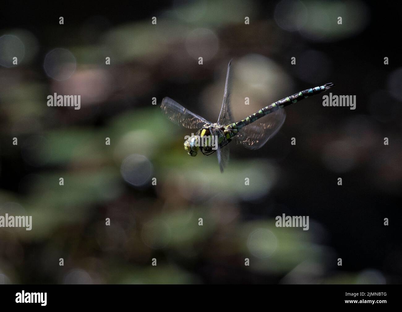 Vista laterale della libellula dei Southern Hawker in volo sopra lo stagno fuori fuoco con le luci riflesse dall'acqua e le foglie di giglio bagnate. Foto Stock