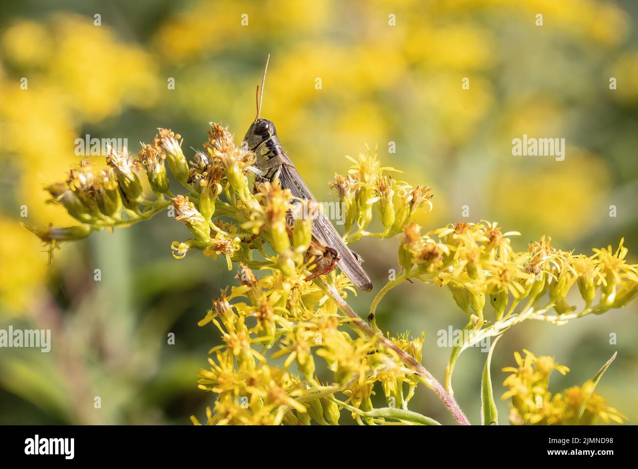 Grasshopper su una pianta giallo brillante goldenrod in una giornata di sole. Foto Stock Grasshopper su una pianta giallo brillante goldenrod in una giornata di sole. Foto Stock