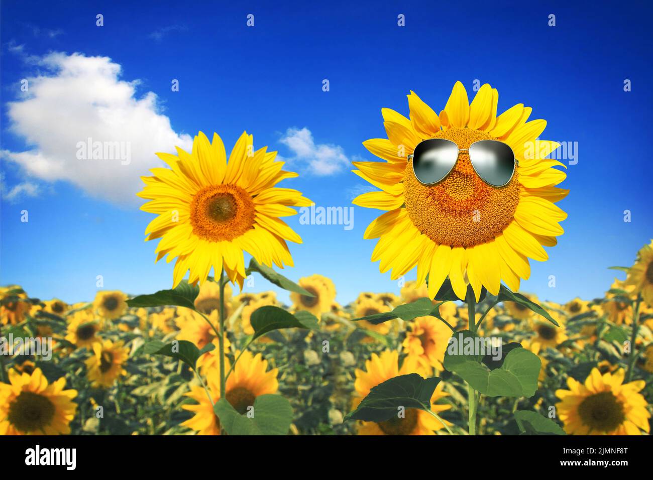 Girasole divertente con occhiali da sole su un cielo blu Foto Stock
