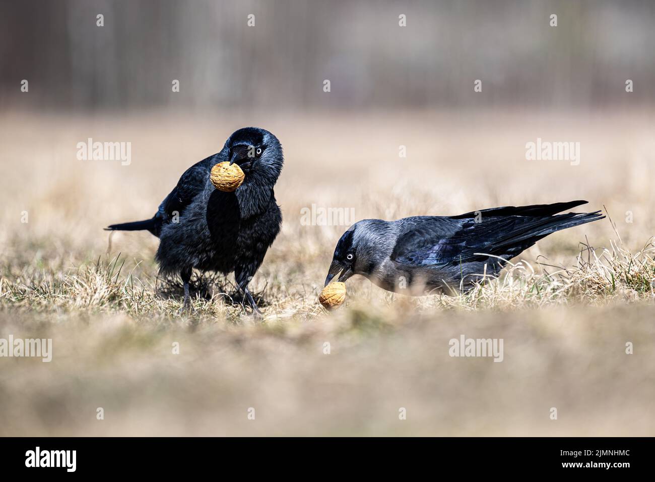 Un jackdaw ha trovato un dado nel prato e sta provando a romperlo. Foto Stock