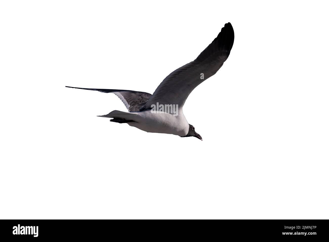 Un gabbiano in volo con ali sparse larghe isolate dallo sfondo. Foto Stock