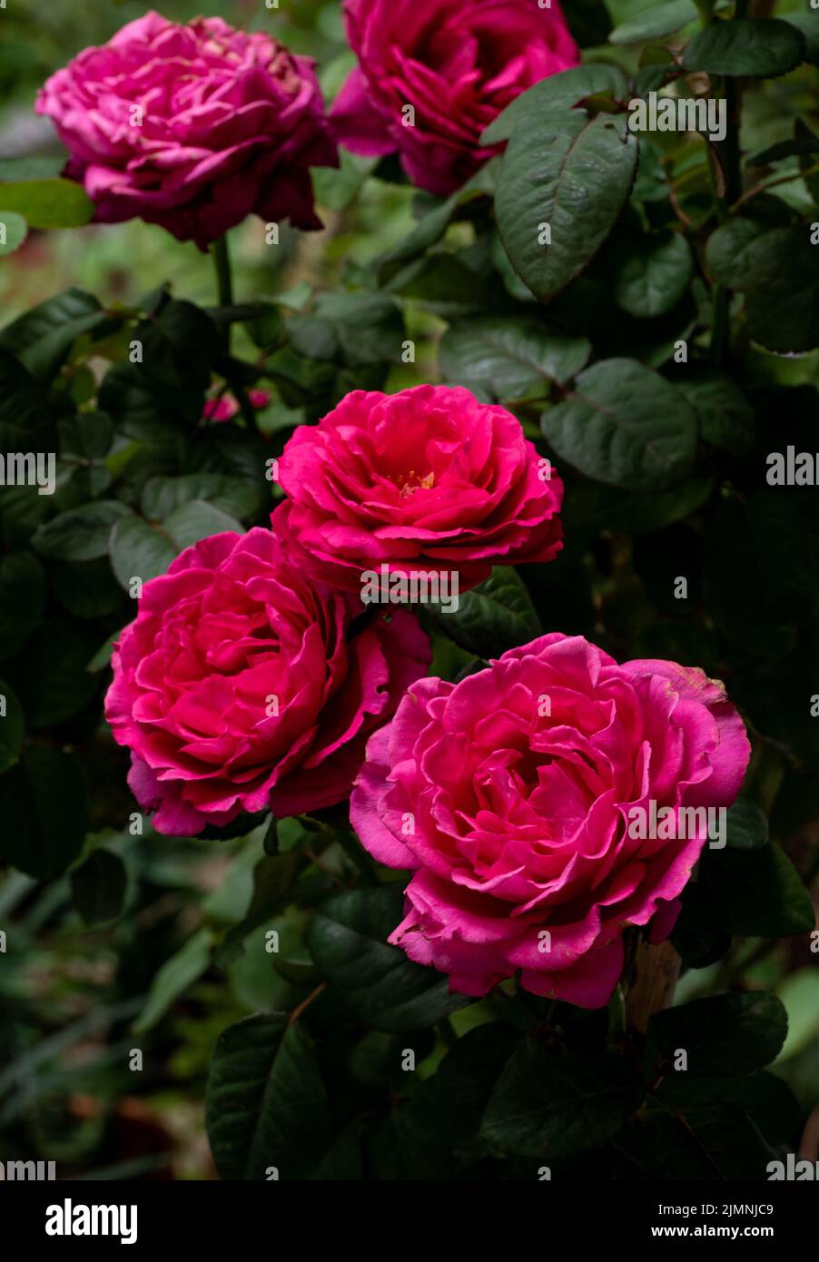 Forma e colori della principessa Kishi rose che fioriscono Foto Stock