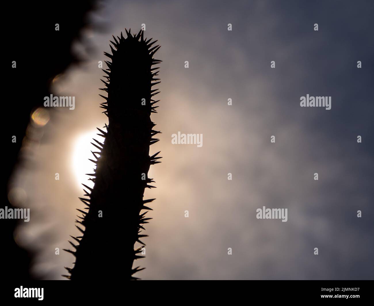 Silhouette Madagascar palma il deserto spiky pianta nella dura luce del giorno Foto Stock