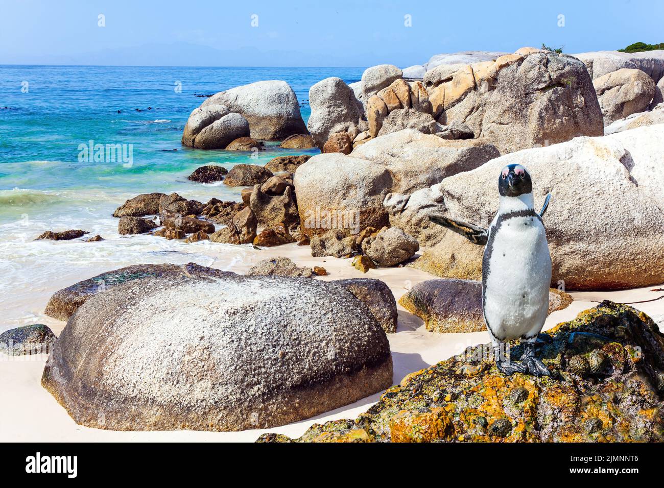 Pinguino africano dalle zampe nere Foto Stock