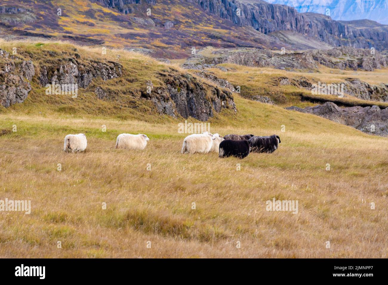 Pecora felice nelle montagne dell'Islanda Foto Stock