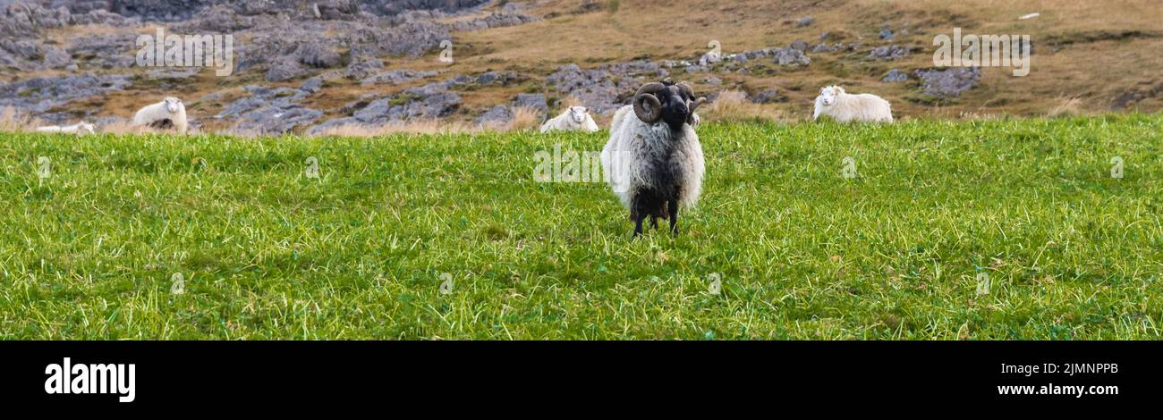 Pecora felice nelle montagne dell'Islanda Foto Stock