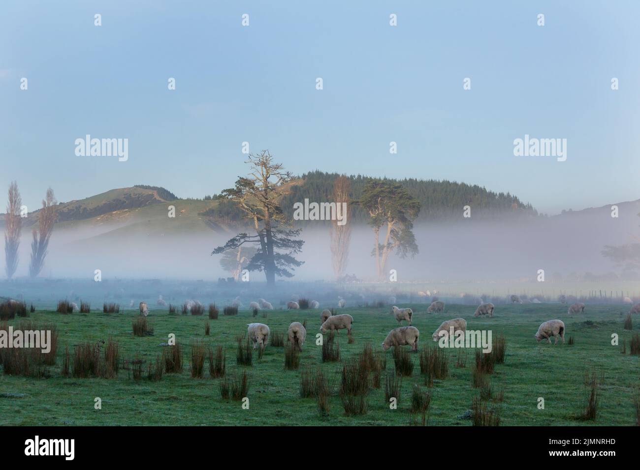 Sheeps Foto Stock