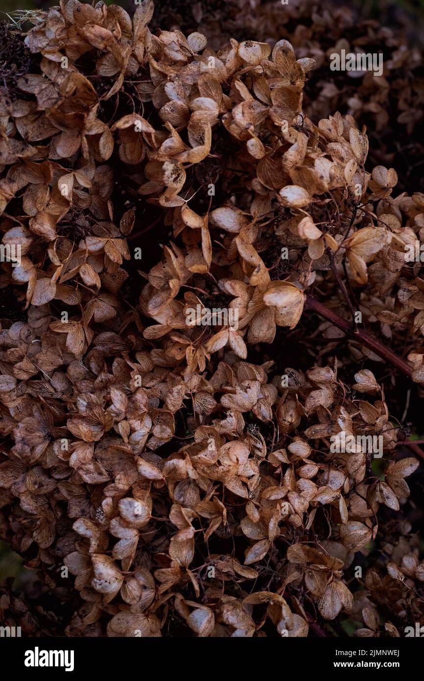 Moody Dark art foto floreale con fiori secchi di hydrangea su sfondo marrone scuro e asciutto Foto Stock