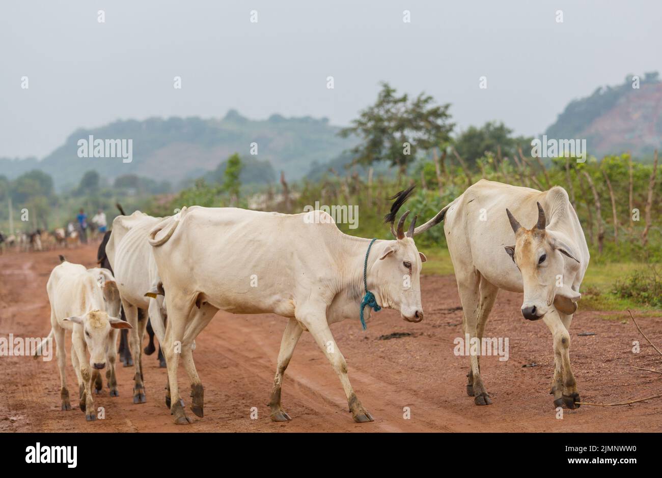 Mucca Foto Stock