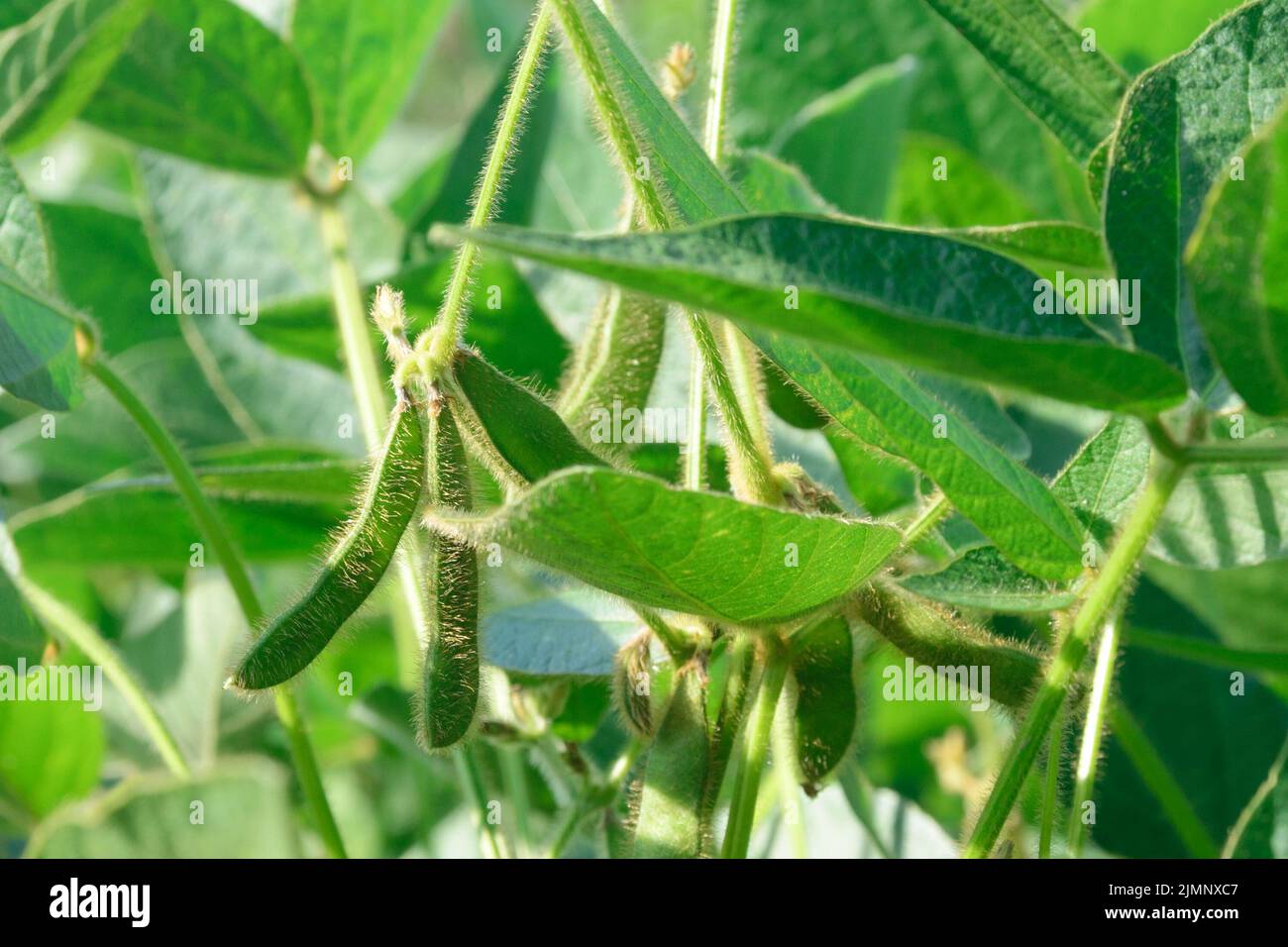 Glicina max foraggio e cultura tecnica nel campo. Attività agricole Foto Stock