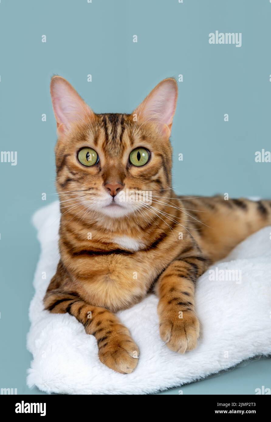 Ritratto di un bel gatto bengala su sfondo turchese Foto Stock