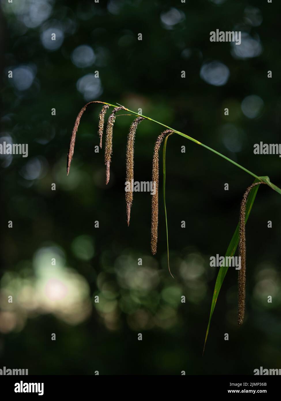 Piante di erba di coda di volpe selvatiche nella campagna del Lake District Foto Stock