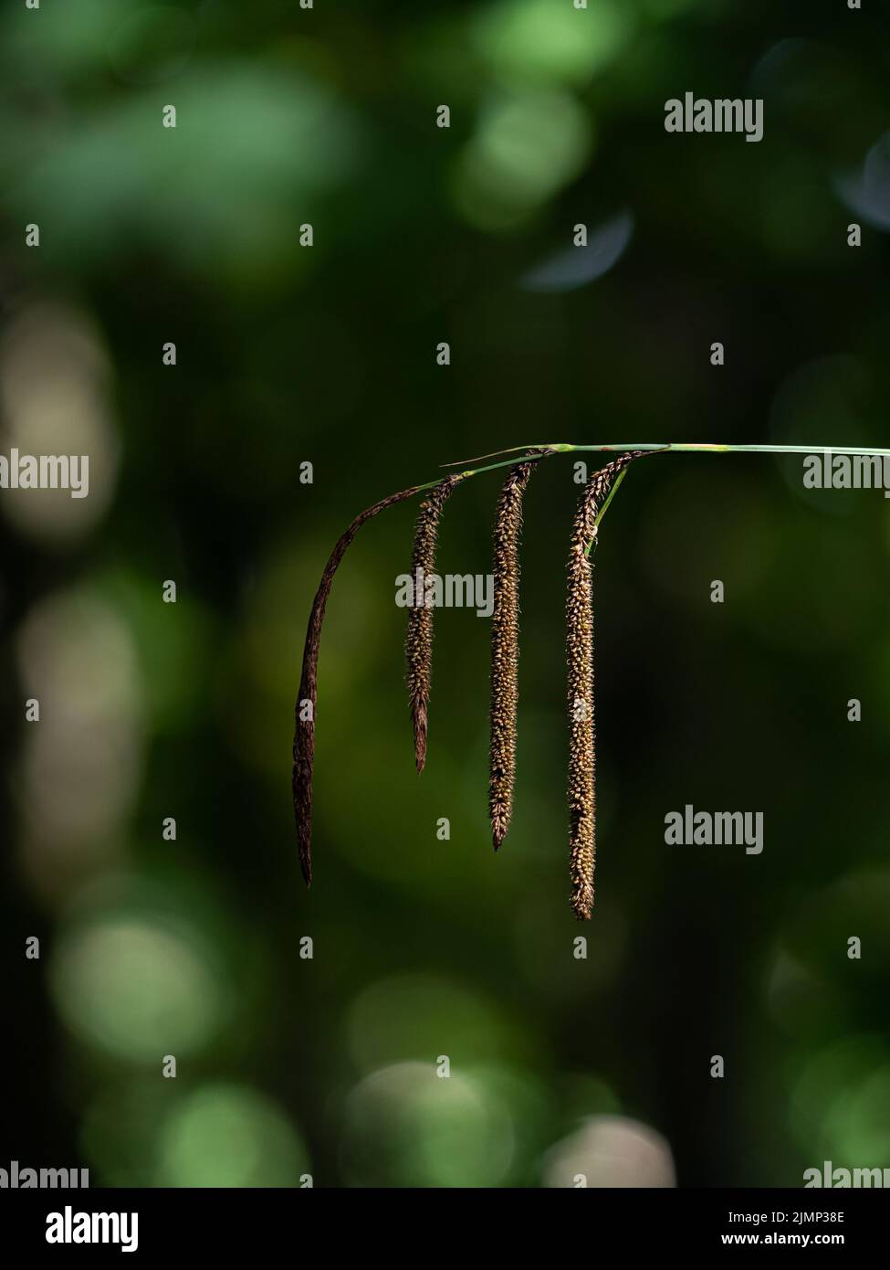 Piante di erba di coda di volpe selvatiche nella campagna del Lake District Foto Stock