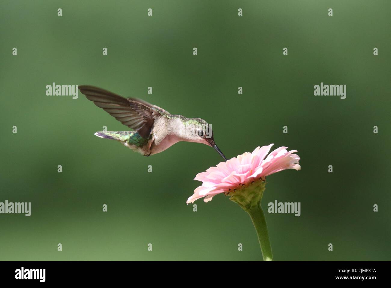 Femmina rubino gummingbird Archilochus colubris che si nutra su un fiore di zinnia Foto Stock