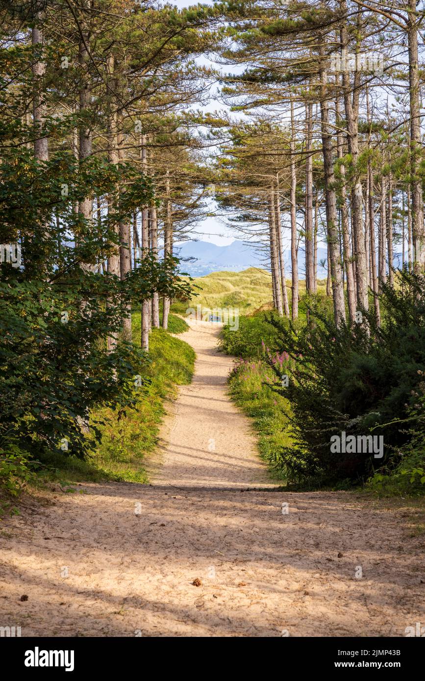 Il Wales Coast Path attraverso Newborough Forest verso la Warren, Isola di Anglesey, Galles del Nord Foto Stock
