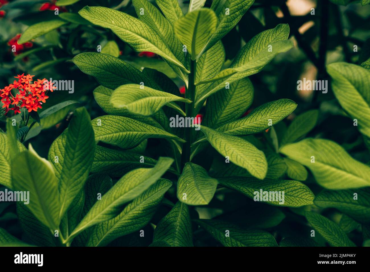 Latte africano bush; lat.: Euphorbia grantii Foto Stock