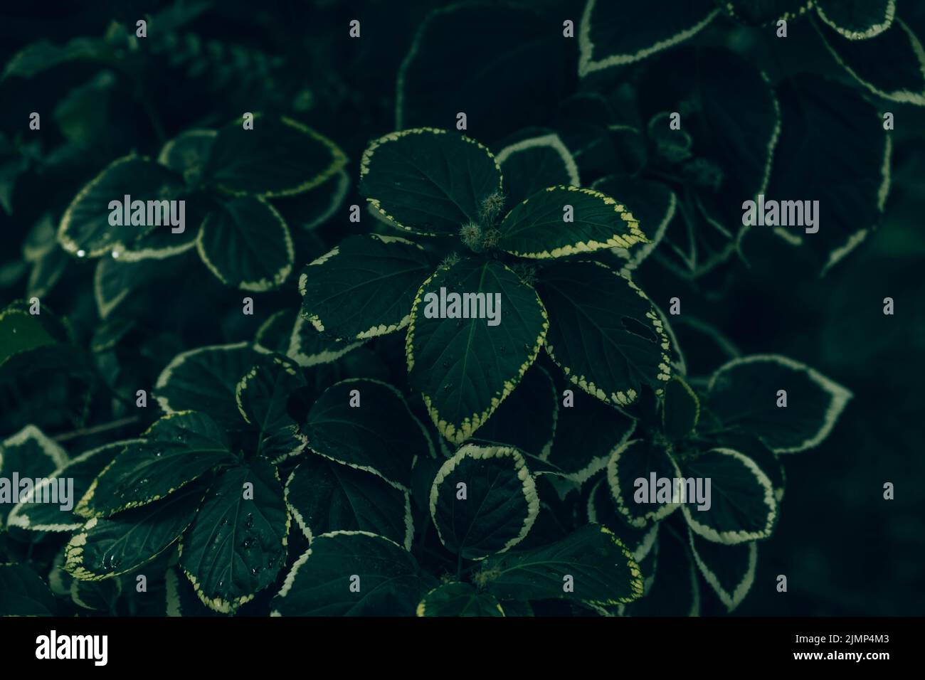 Plectranthus forsteri 'marginatus' ha foglie verdi con margini bianchi smerlati buona pianta trainata per appendere cestini finestra scatole ecc Foto Stock