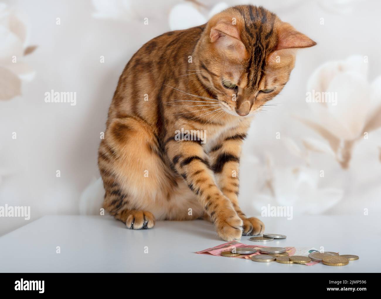 Il gatto bengala conta monete d'oro e d'argento Foto Stock