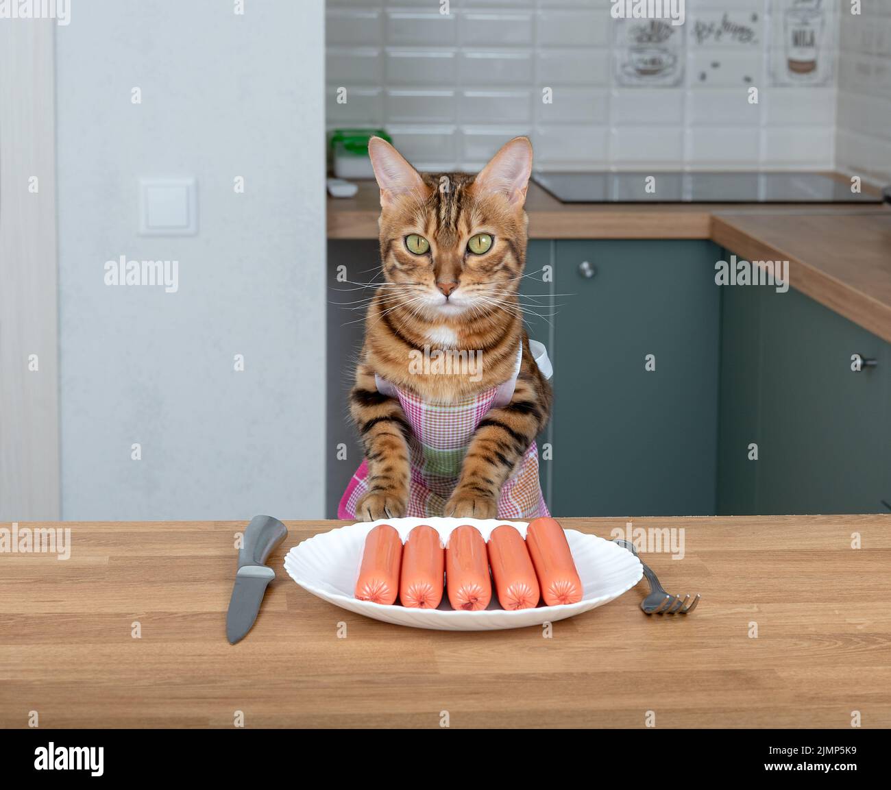 Gatto bengala in un grembiule da cucina è in attesa di cibo in cucina Foto Stock