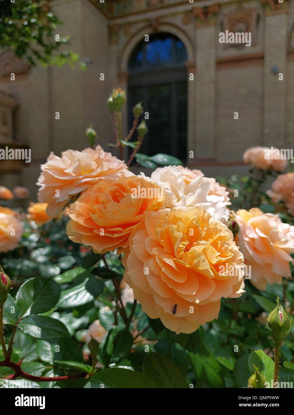 Rose gialle con una vecchia finestra ad arco sullo sfondo Foto Stock